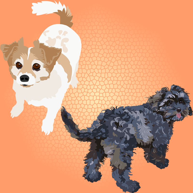 Papillon dog and Cavoodle puppy as shown on Supporters page.