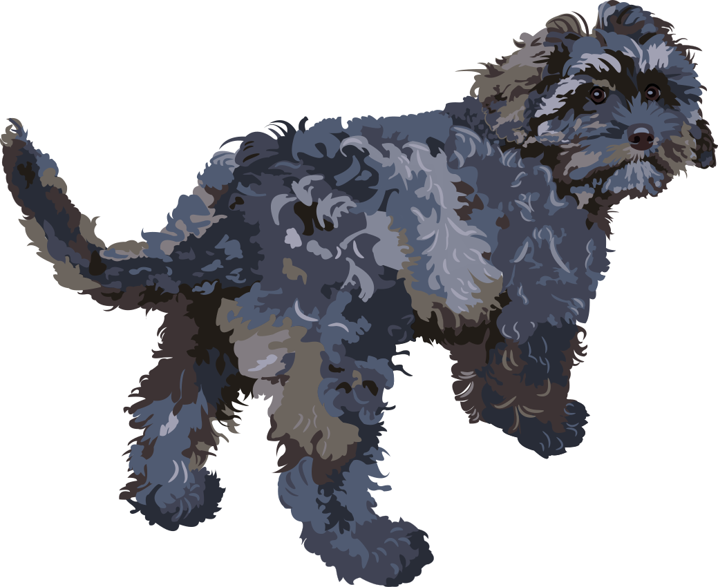 Cleopatra, the Cavoodle