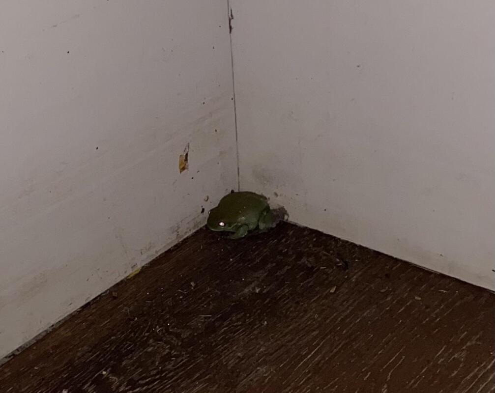 Large green frog huddles in corner or room