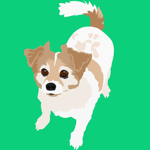 Holly, a part-Papillon dog, stands looking at something